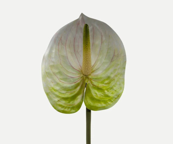 anthurium blomst Botané Anthurium blomst