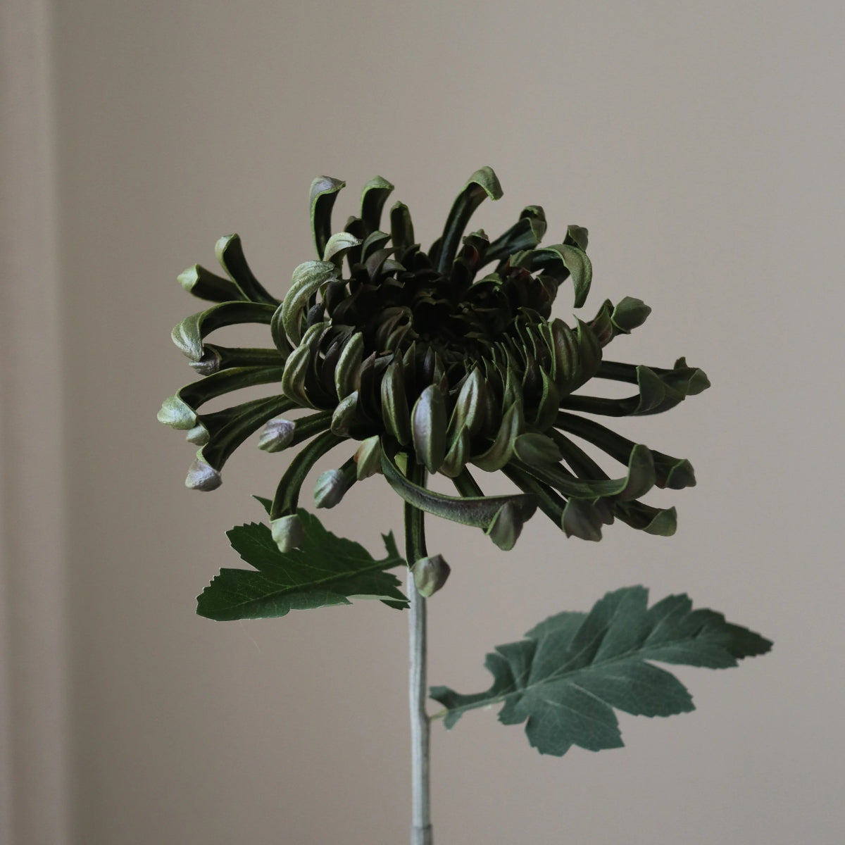 Botané Chrysanthemum blomst - mørkegrøn