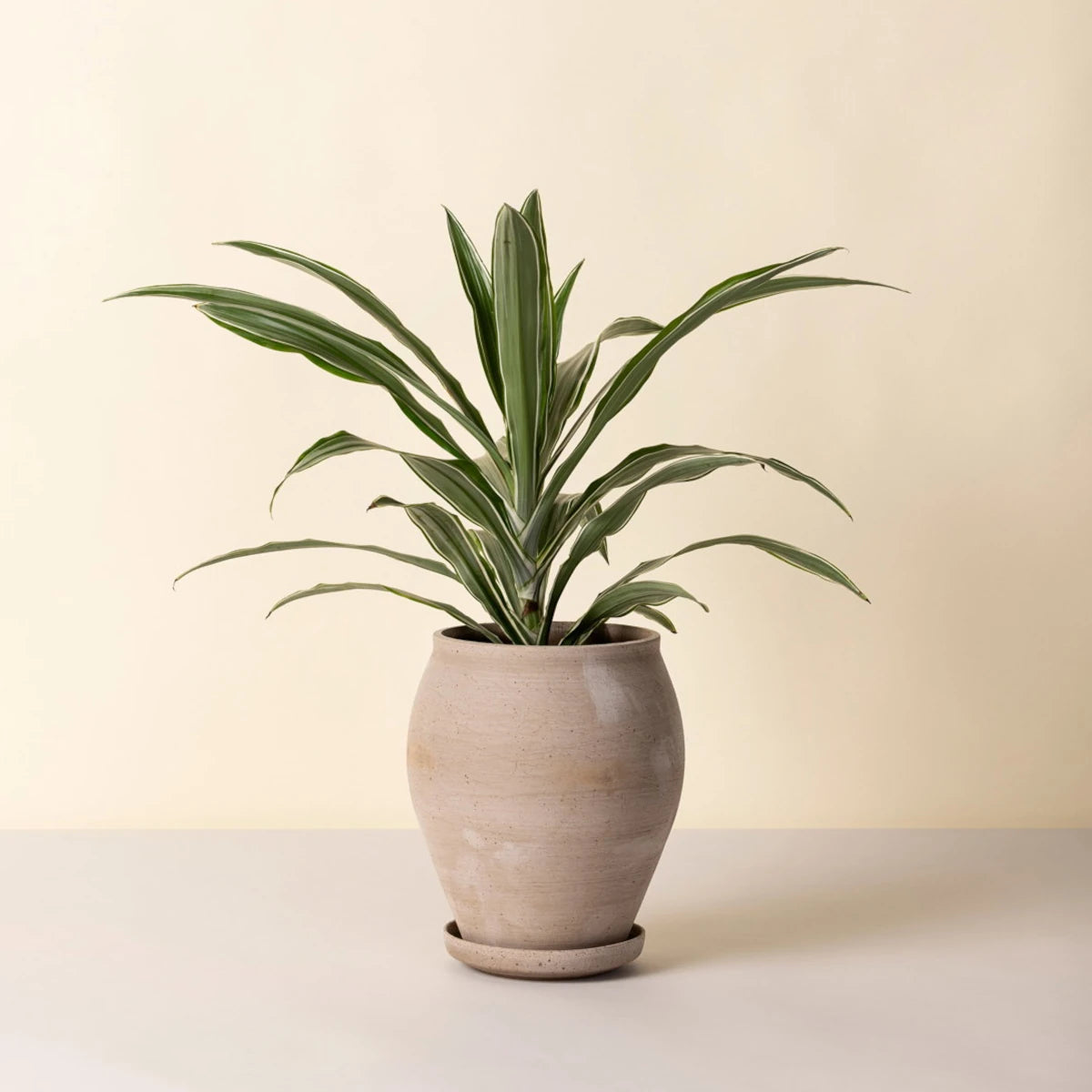 Bergs Potter Delphi Tall krukke - 26x22 - grå terracotta