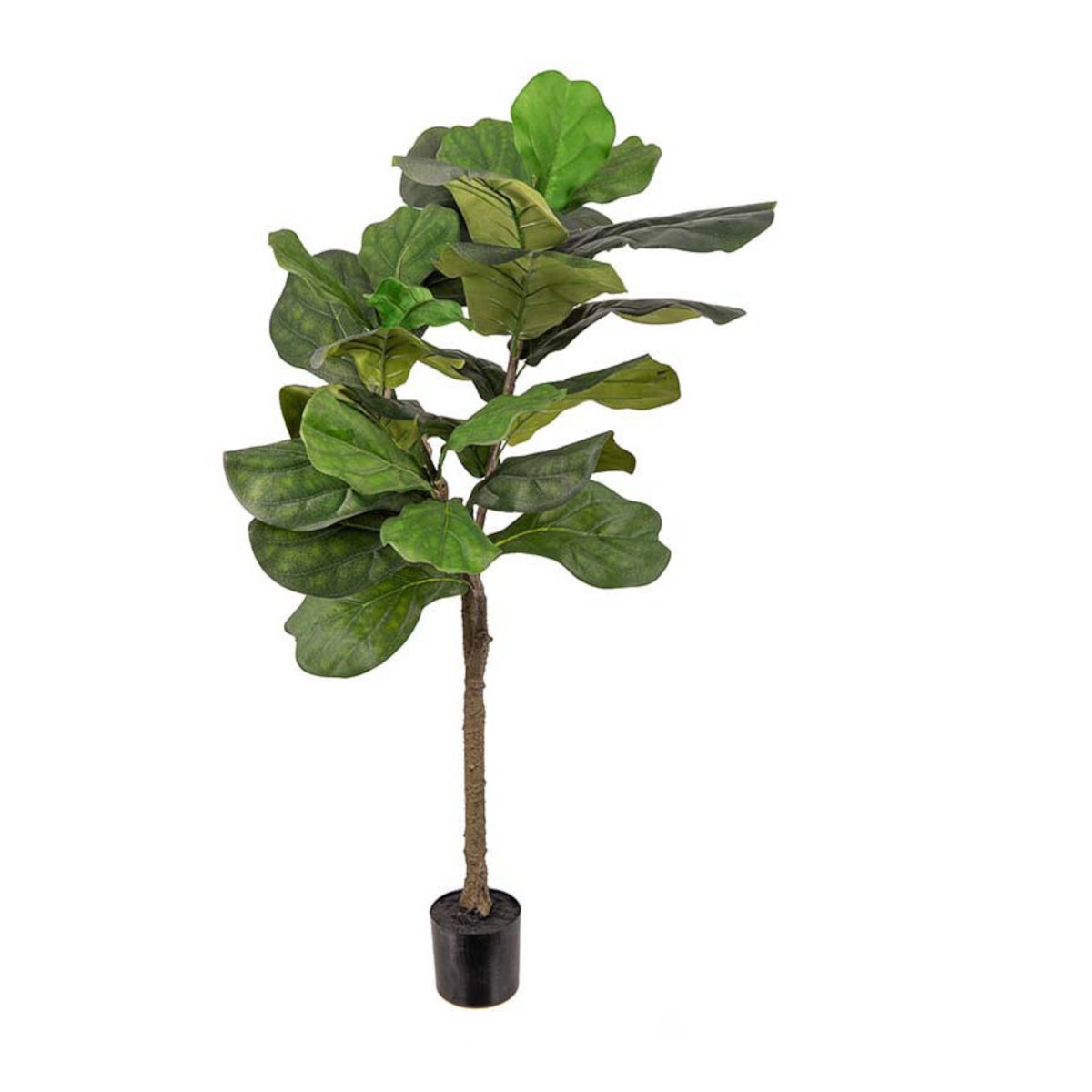 Mr. Plant Ficus træ - 120