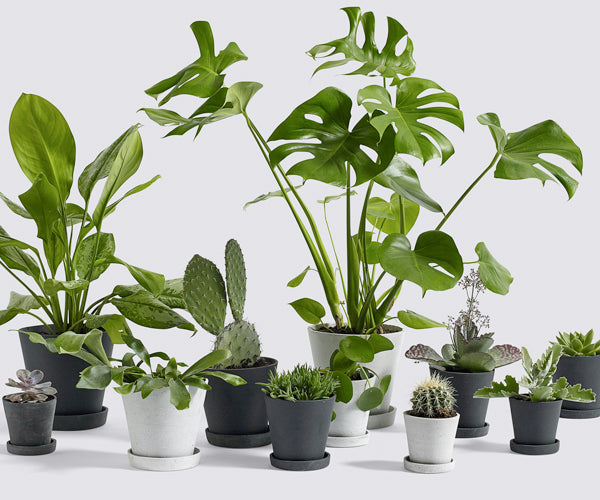 HAY Flowerpot with Saucer - XXXL - Grey