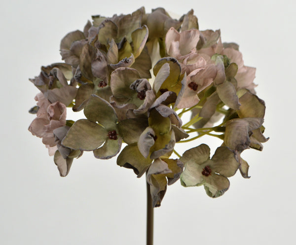 hortensia