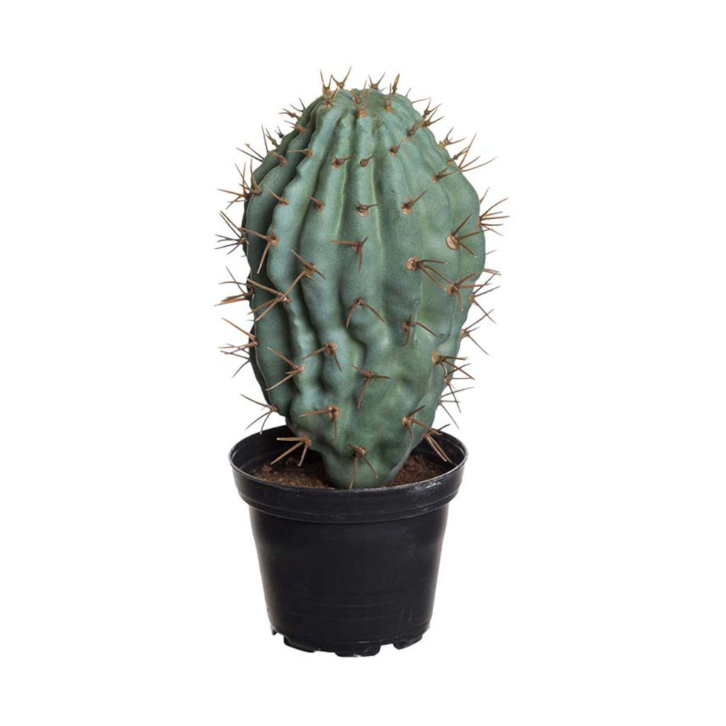Mr. Plant kaktus