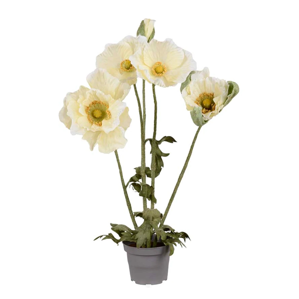 Mr. Plant Valmue plante - lys gul - 50