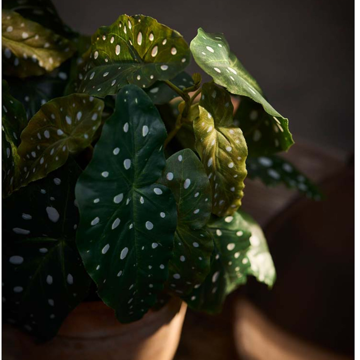 Mr. Plant Forel Bergonia plante - 30