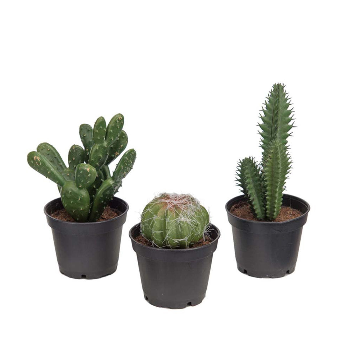 Mr. Plant Mini kaktus - 3 stk