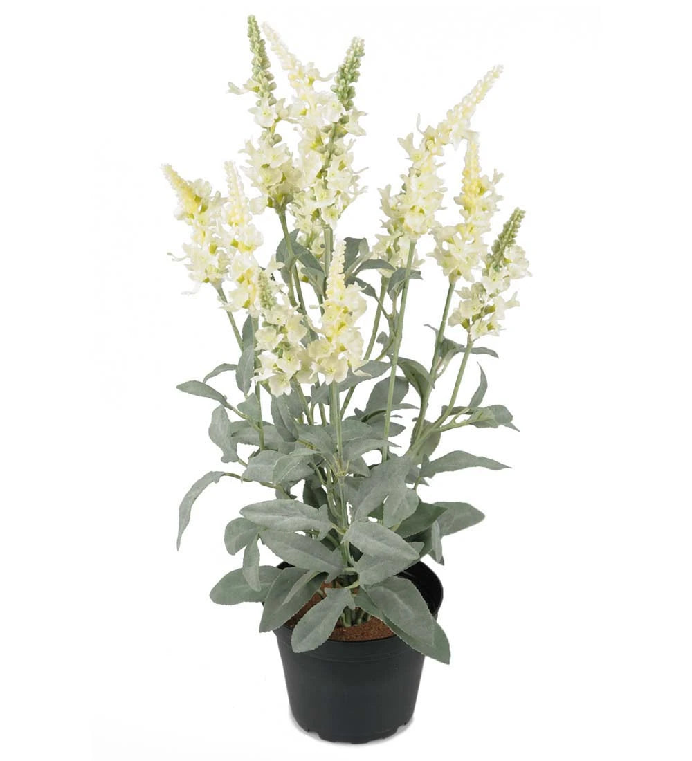 Mr. Plant Ærenpris plante - hvid - 46