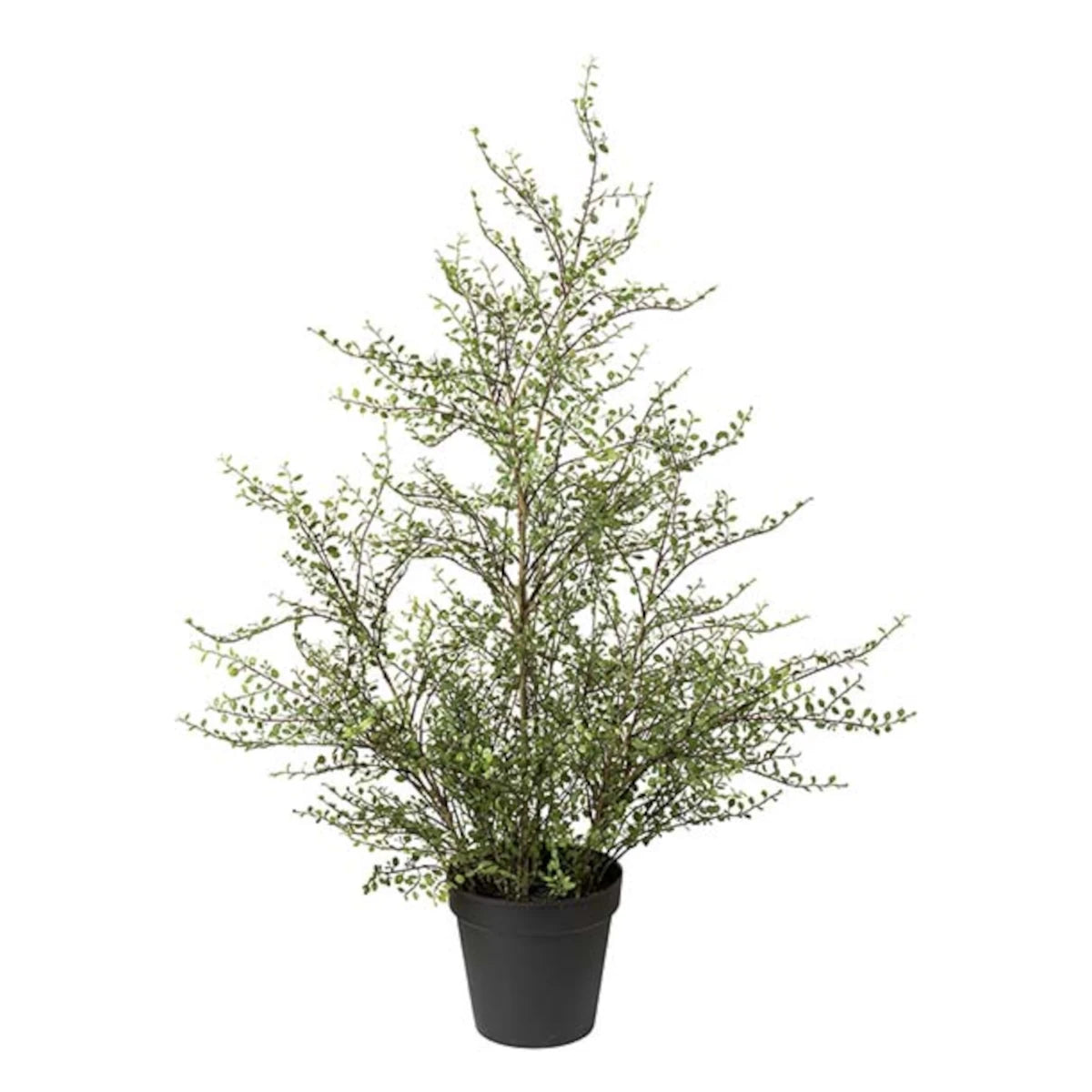 Mr. Plant Muehlenbeckia plante - 120
