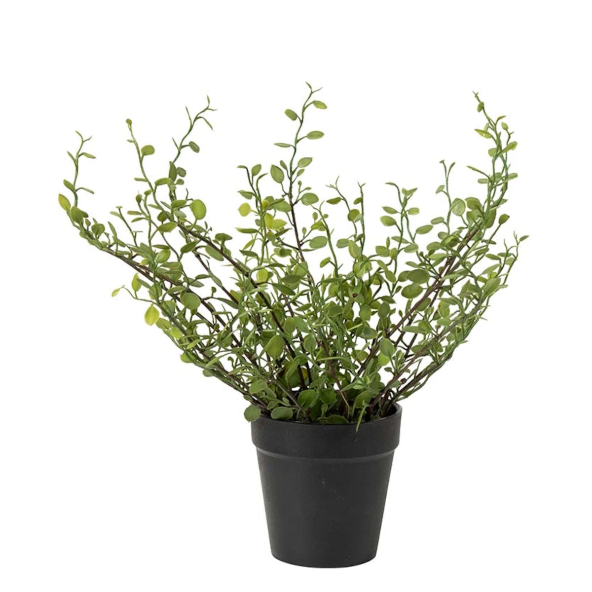 Mr. Plant Muehlenbeckia plante - 25