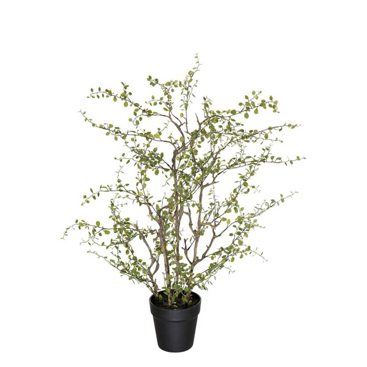 Mr. Plant Muehlenbeckia plante - 70