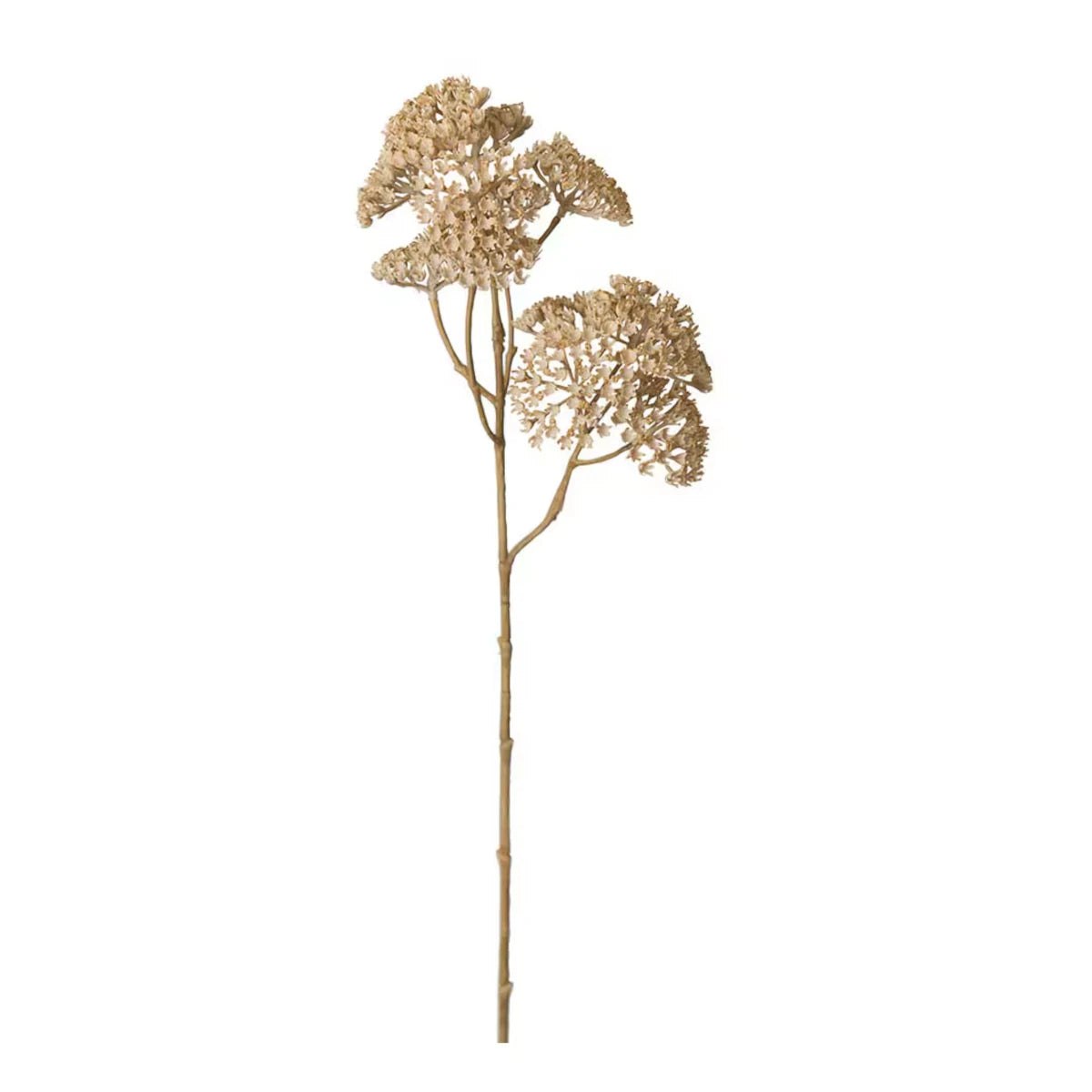 Mr Plant Røllike stilk - beige - 50