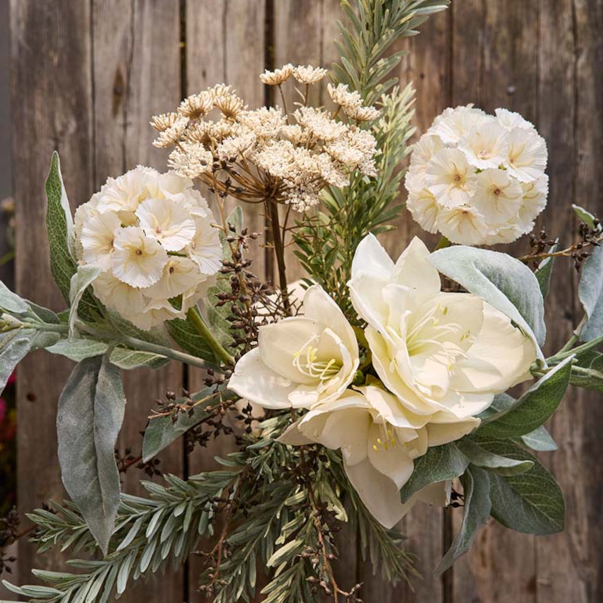 Mr. Plant Scabiosa - cream - 60