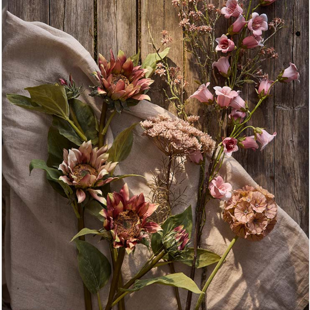 Mr. Plant Scabiosa - rosa - 60