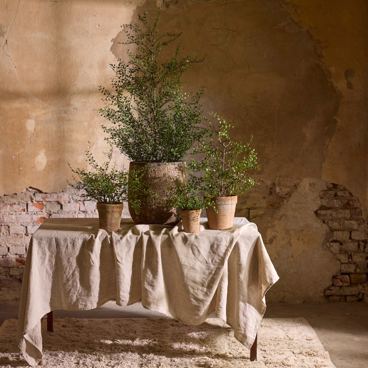 Mr. Plant Muehlenbeckia plante - 50