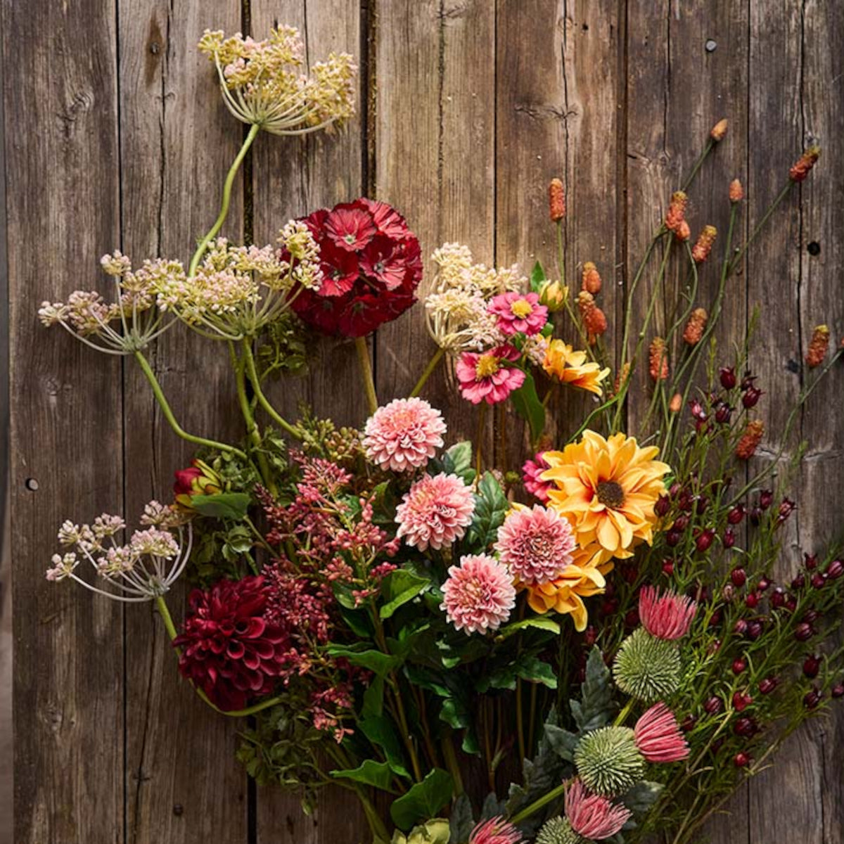 Mr. Plant Scabiosa - rød - 60