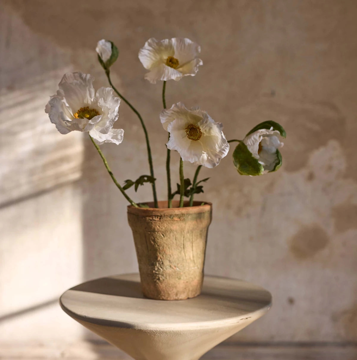 Mr. Plant Valmue plante - lys gul - 50