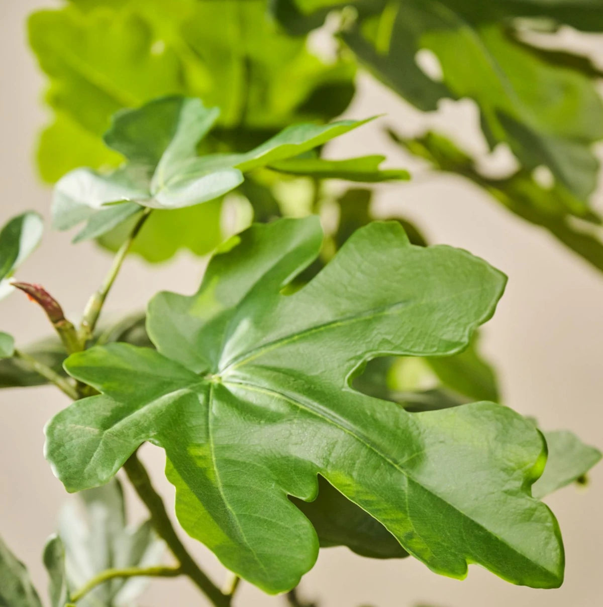 Kunstig Figentræ - 122