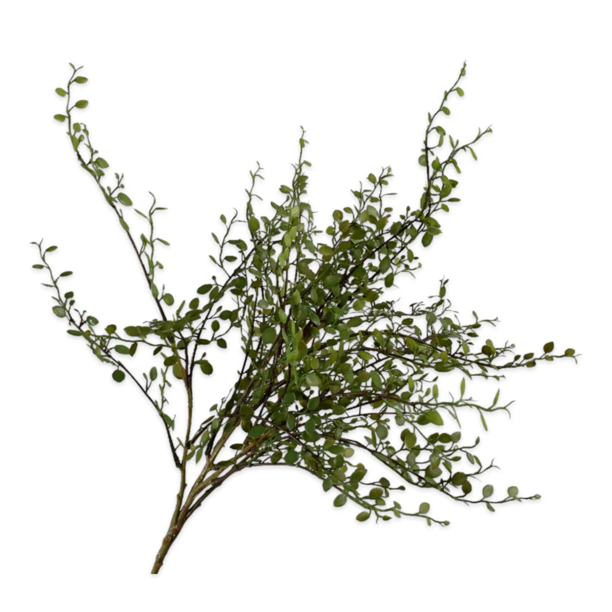 Silk-ka Muehlenbeckia gren - 58