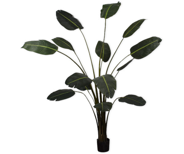 Silk-ka Strelitzia