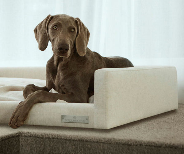 Carpe Diem Hundeseng - Large - Glenville Oyster