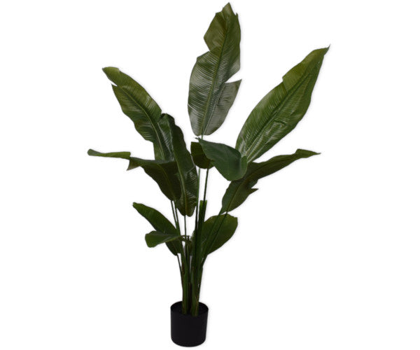 silk ka strelitzia Silk-ka Strelitzia