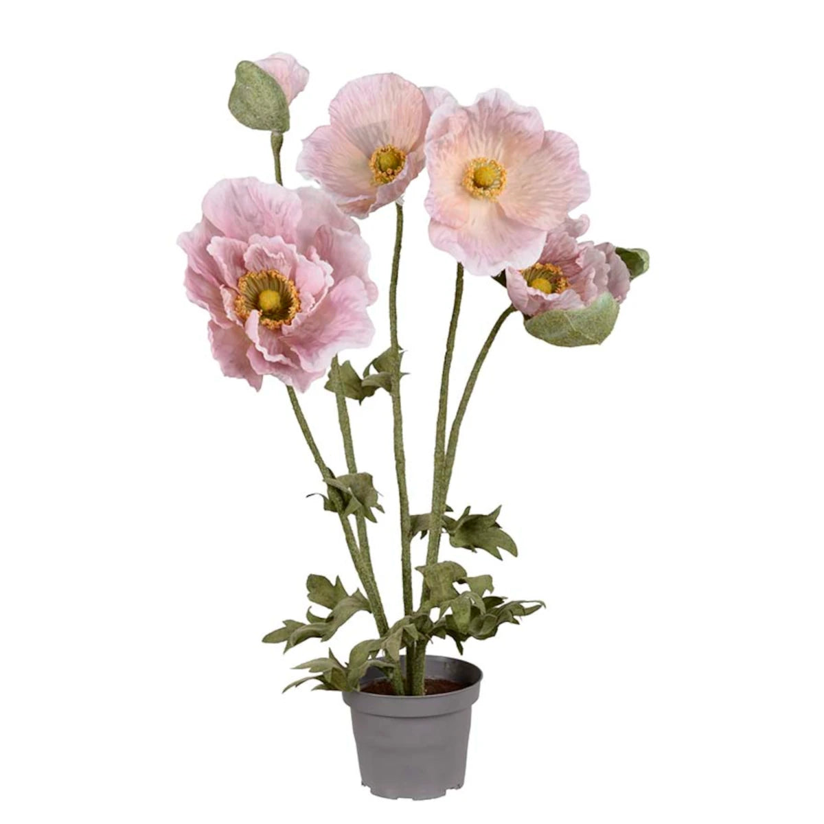 Mr. Plant Valmue plante - lys lilla - 50