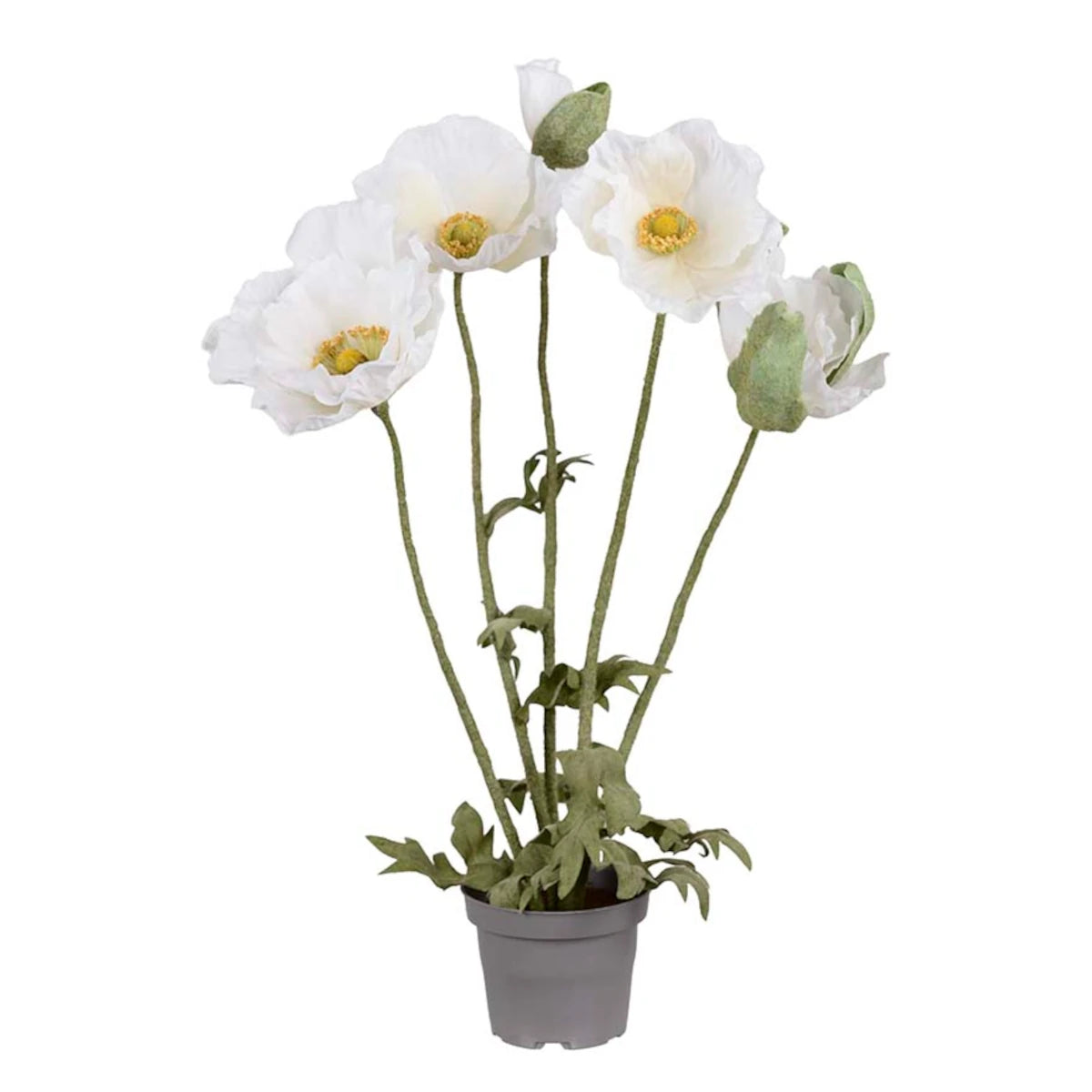 Mr. Plant Valmue plante - hvid - 50