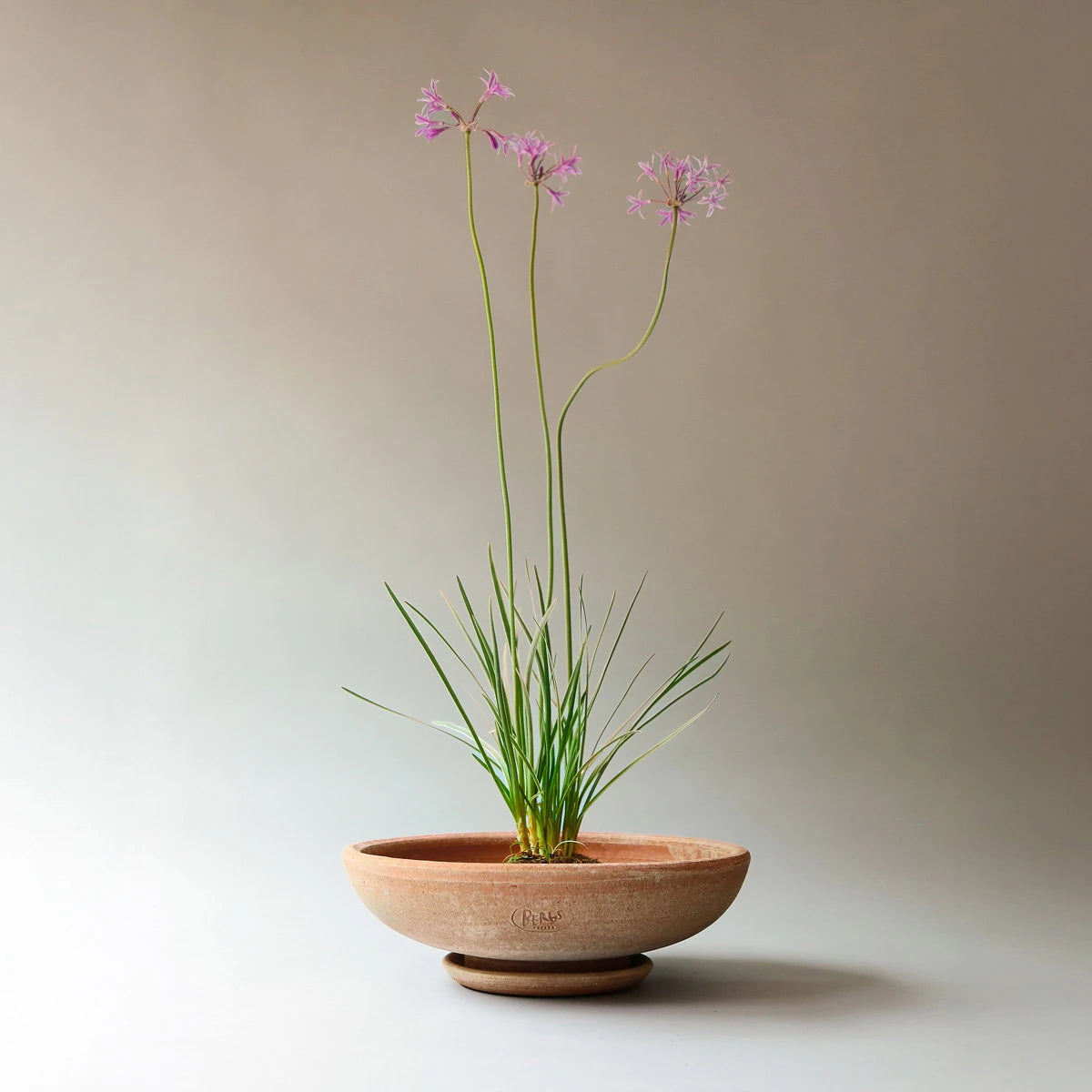 Bergs Potter Ada Low krukke - 31x9 - rosa terracotta