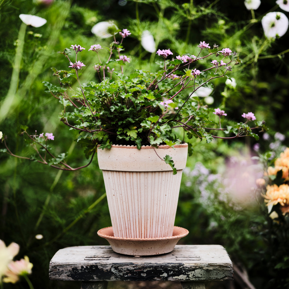 Bergs Potter Simona krukke - 16x17 - rosa terracotta