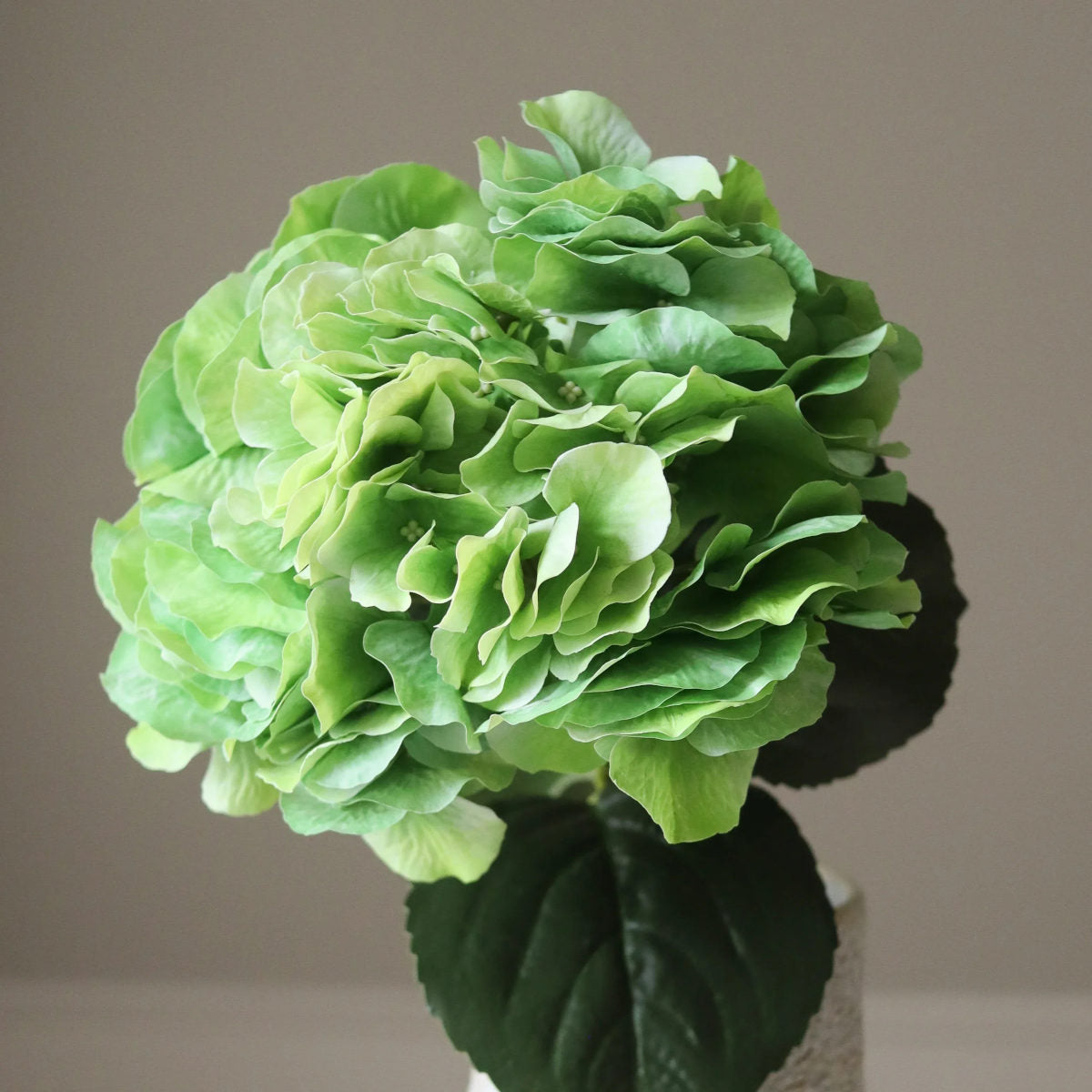 Botané Hydrangea blomst - bright green