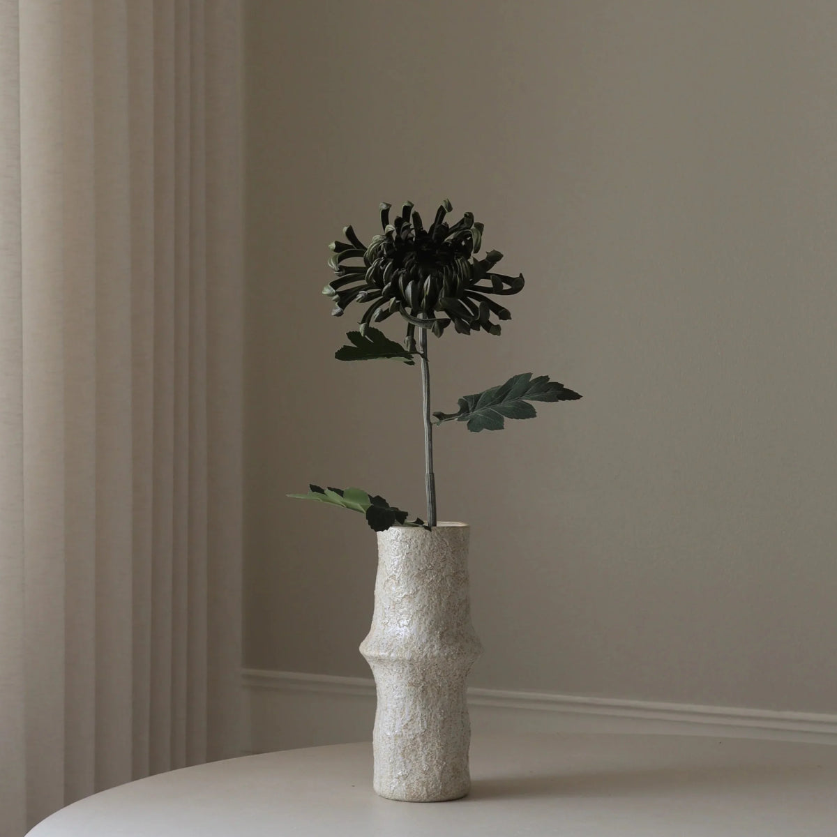 Botané Chrysanthemum blomst - mørkegrøn