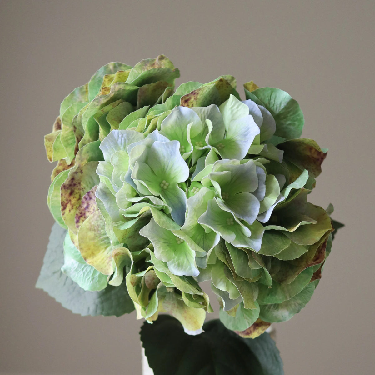 Botané Hydrangea blomst - olive green