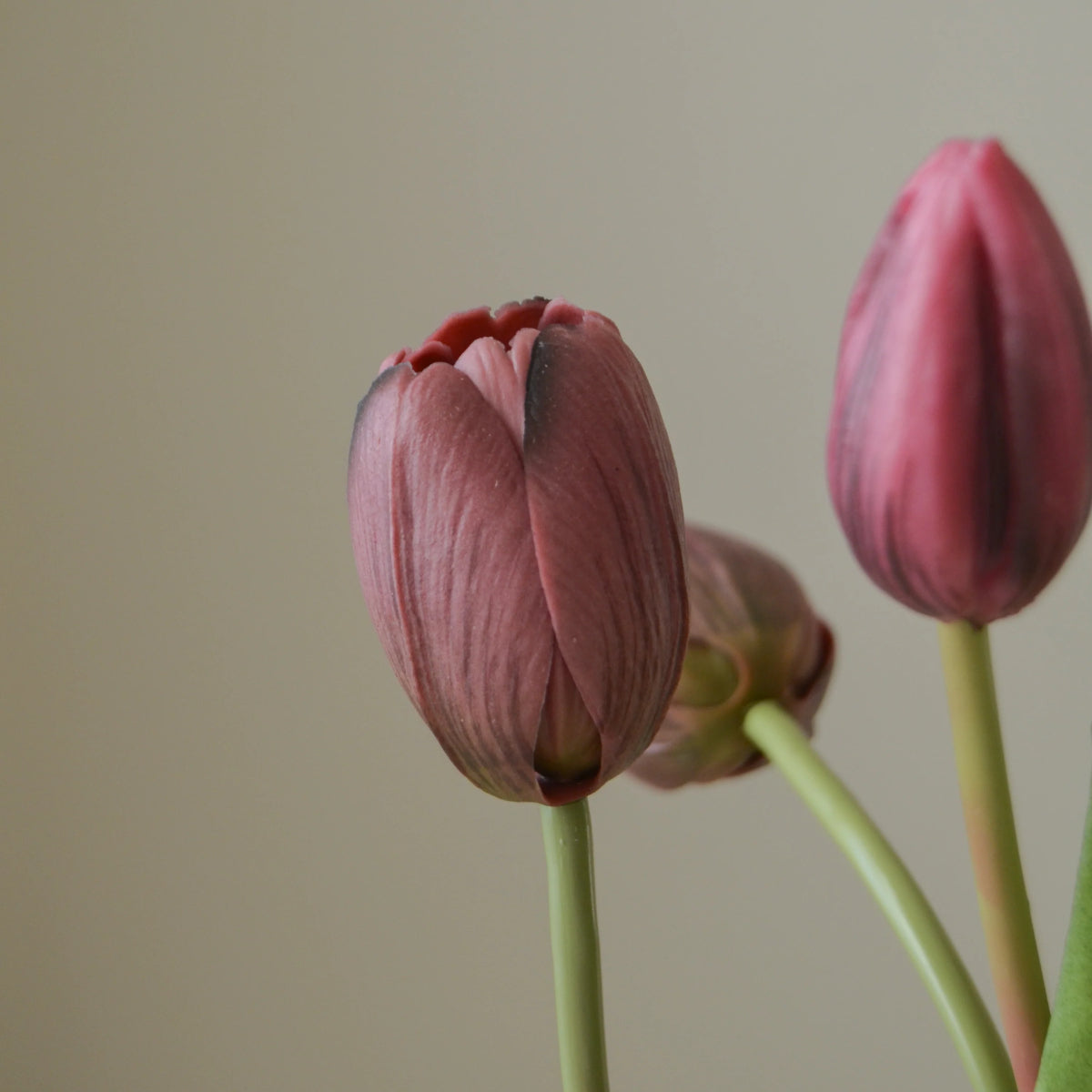Botané Tulip Grand buket - purple