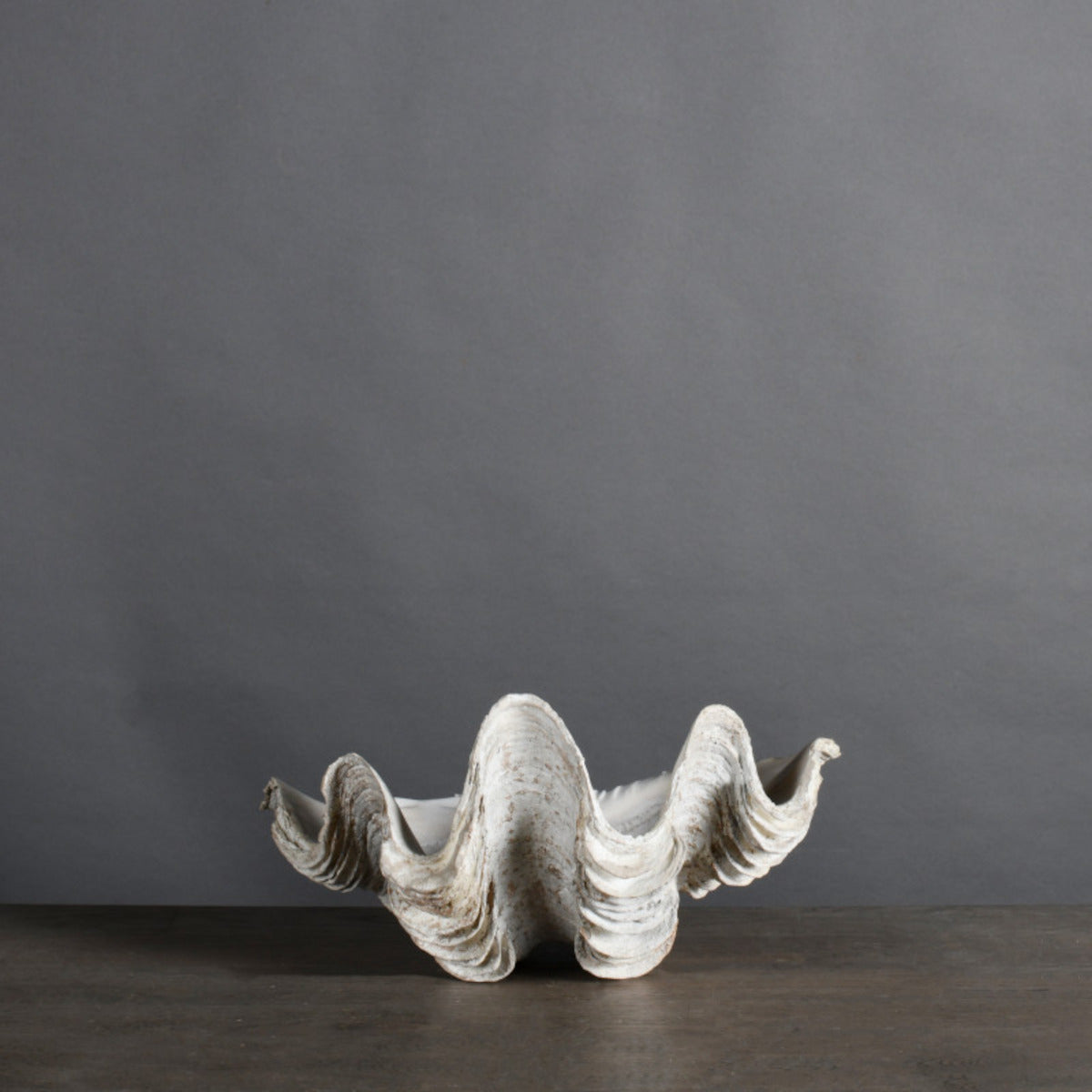 White Tricnada Clam - 30 cm