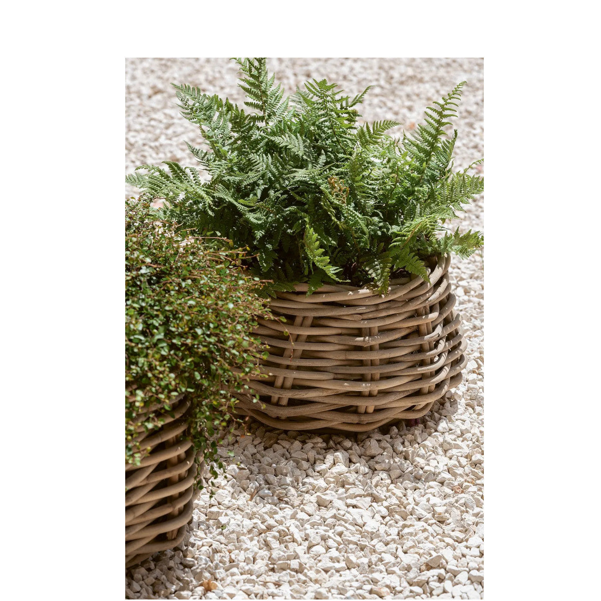 Gommaire Eric Low Planter Set - Rattan