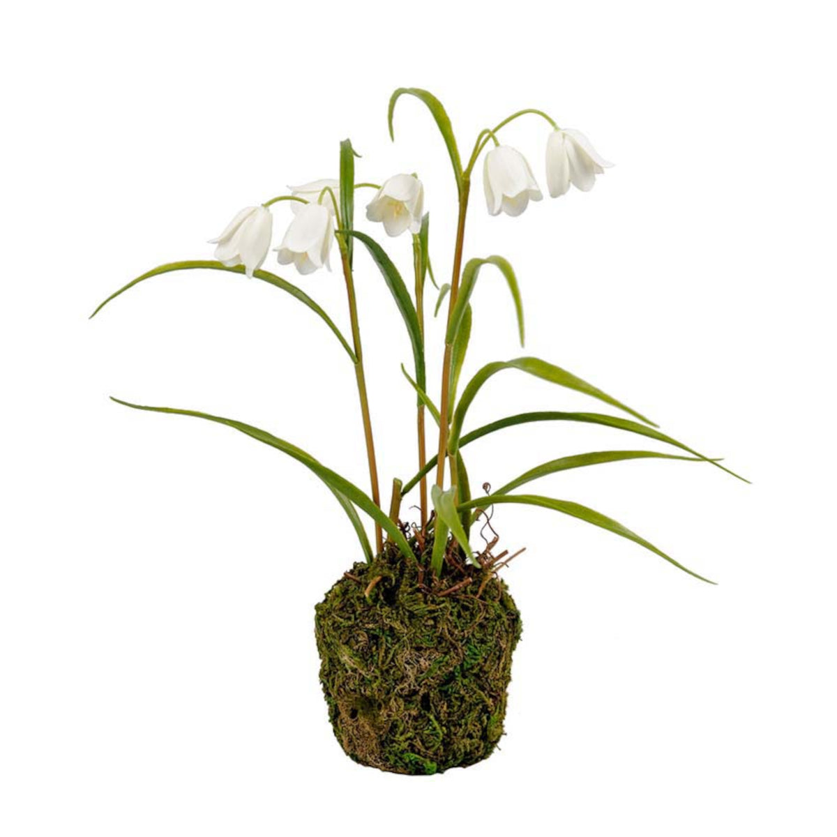 Mr. Plant Vibeæg plante - 25