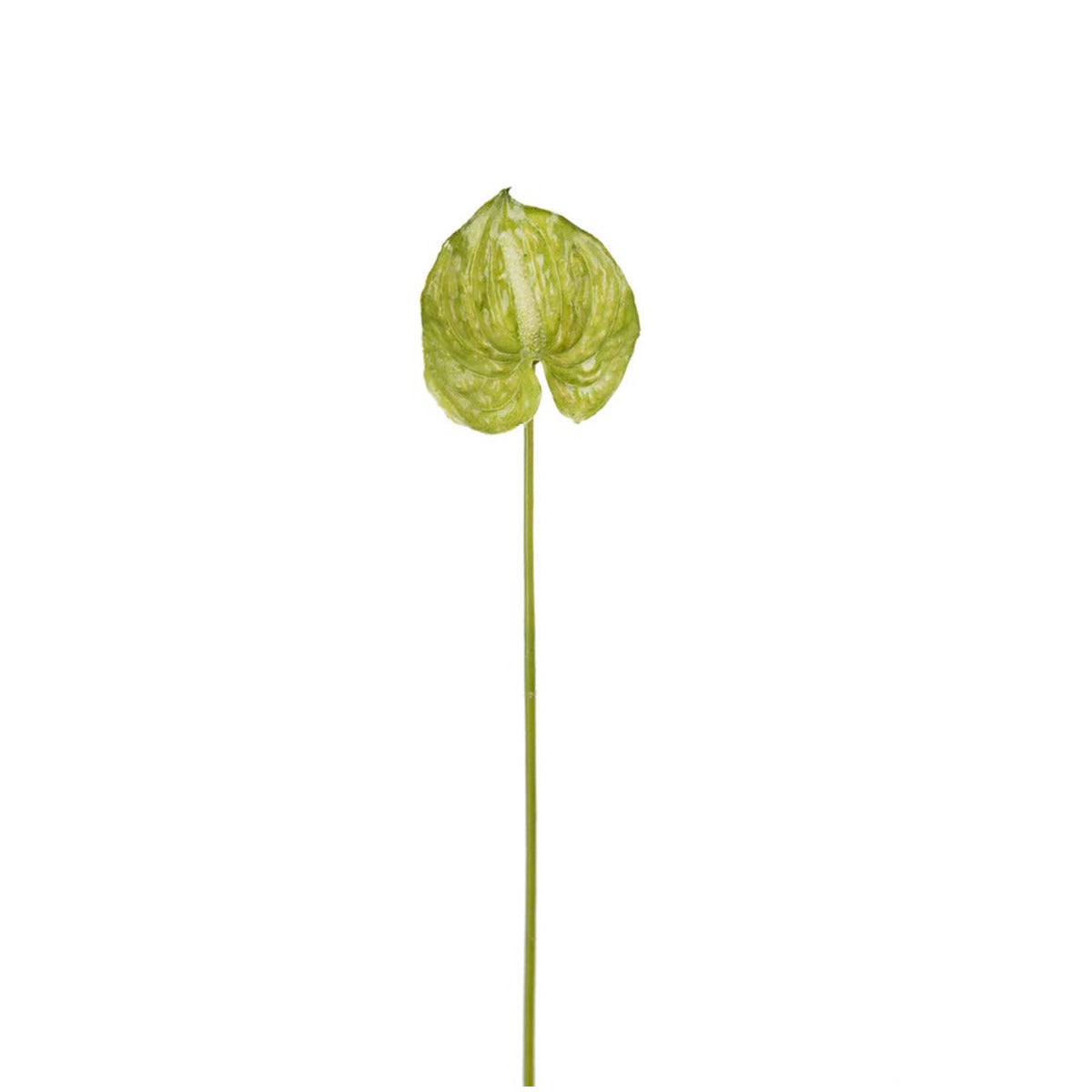 Mr Plant Mini Anthurium - grøn