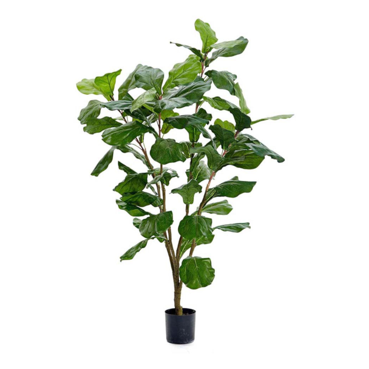 Mr. Plant Ficus plante - 120