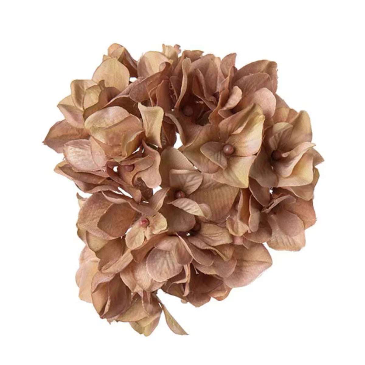 Hortensia m/clips - beige - 10x12