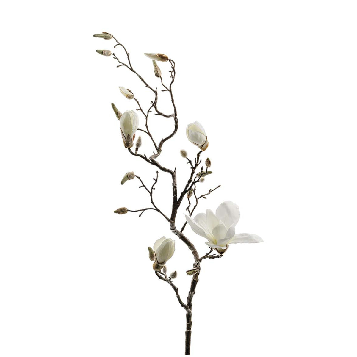 Mr Plant Magnolia gren - hvid - 135