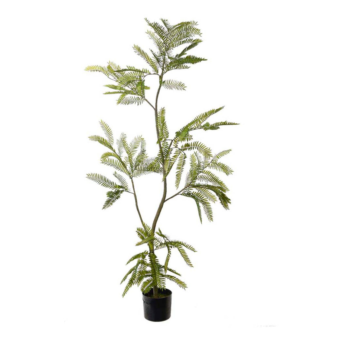 Mr. Plant Mimosa plante - 140