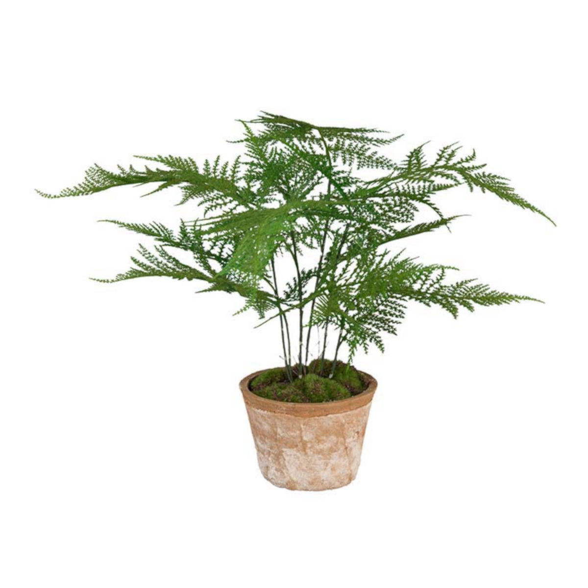 Mr. Plant Asparagus i potte - 35