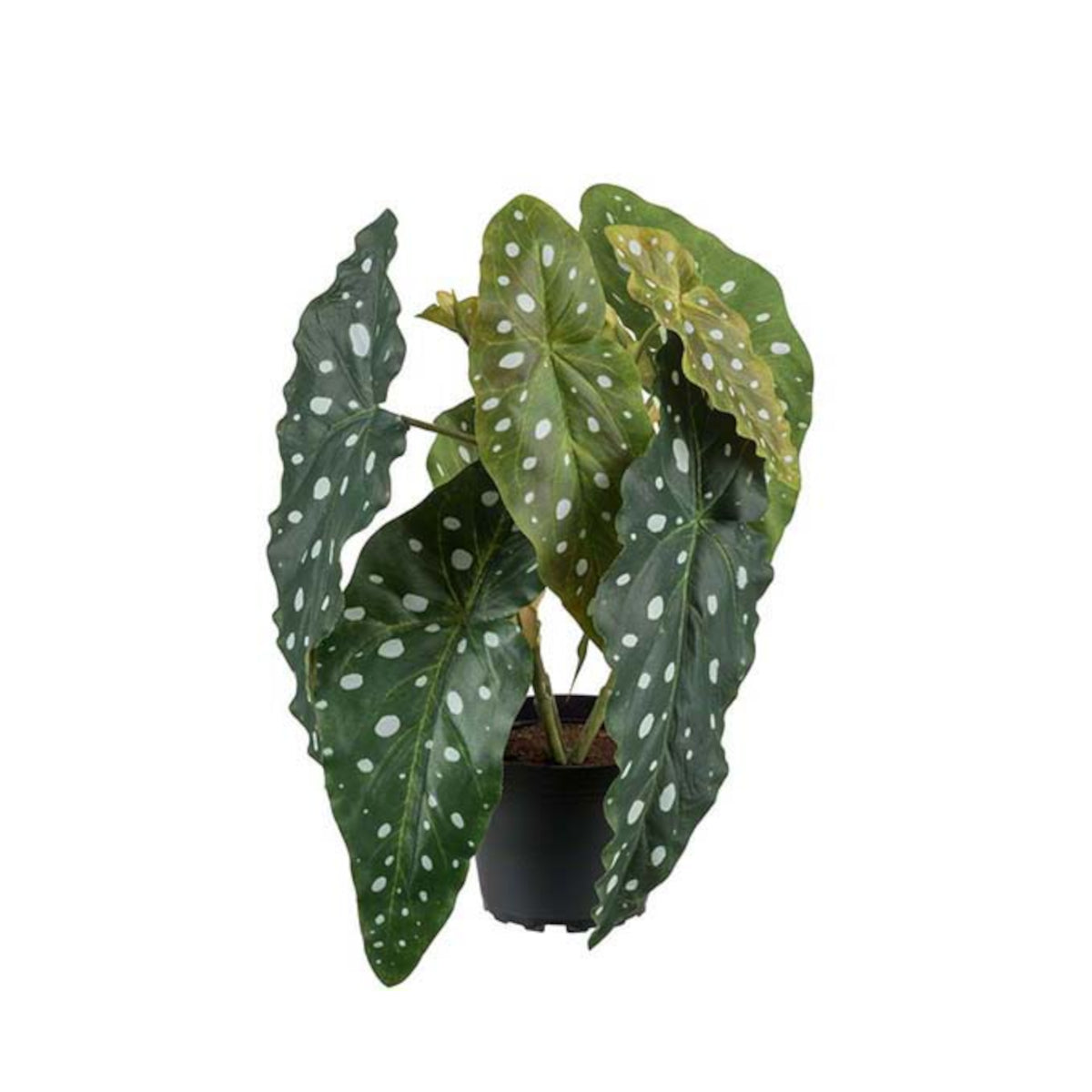 Mr. Plant Forel Bergonia plante - 30