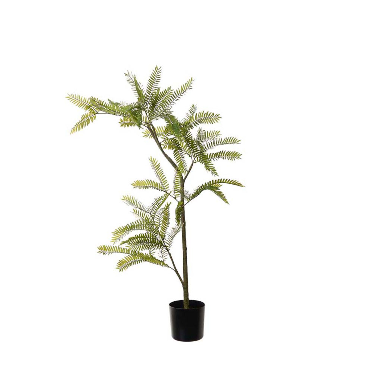 Mr. Plant Mimosa plante - 80