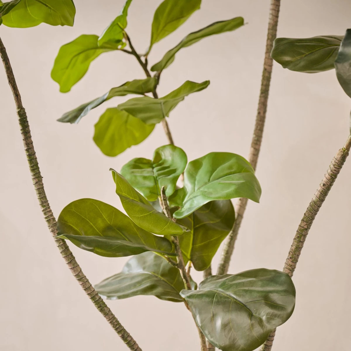 Kunstig Ficus plante - 150