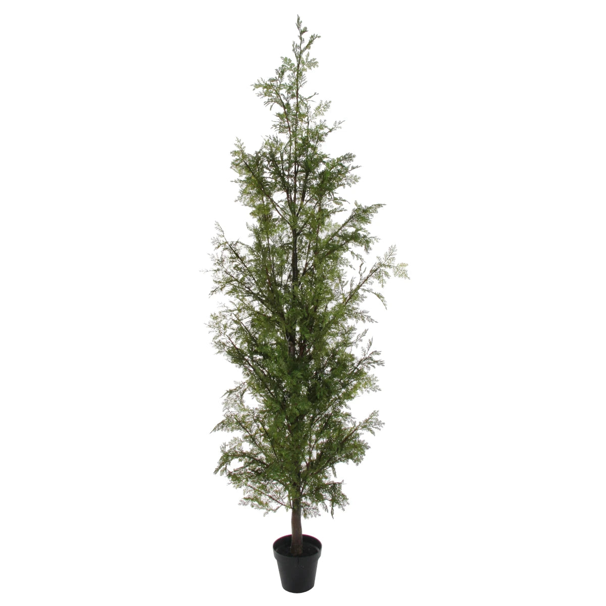 Shishi Cedertræ m/potte - 240 cm