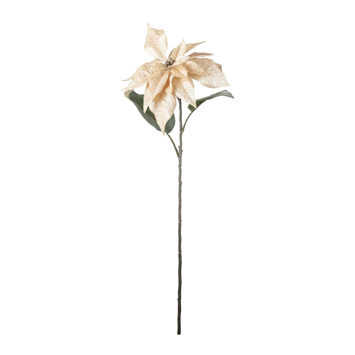 Mr. Plant Julestjerne blomst - champagne