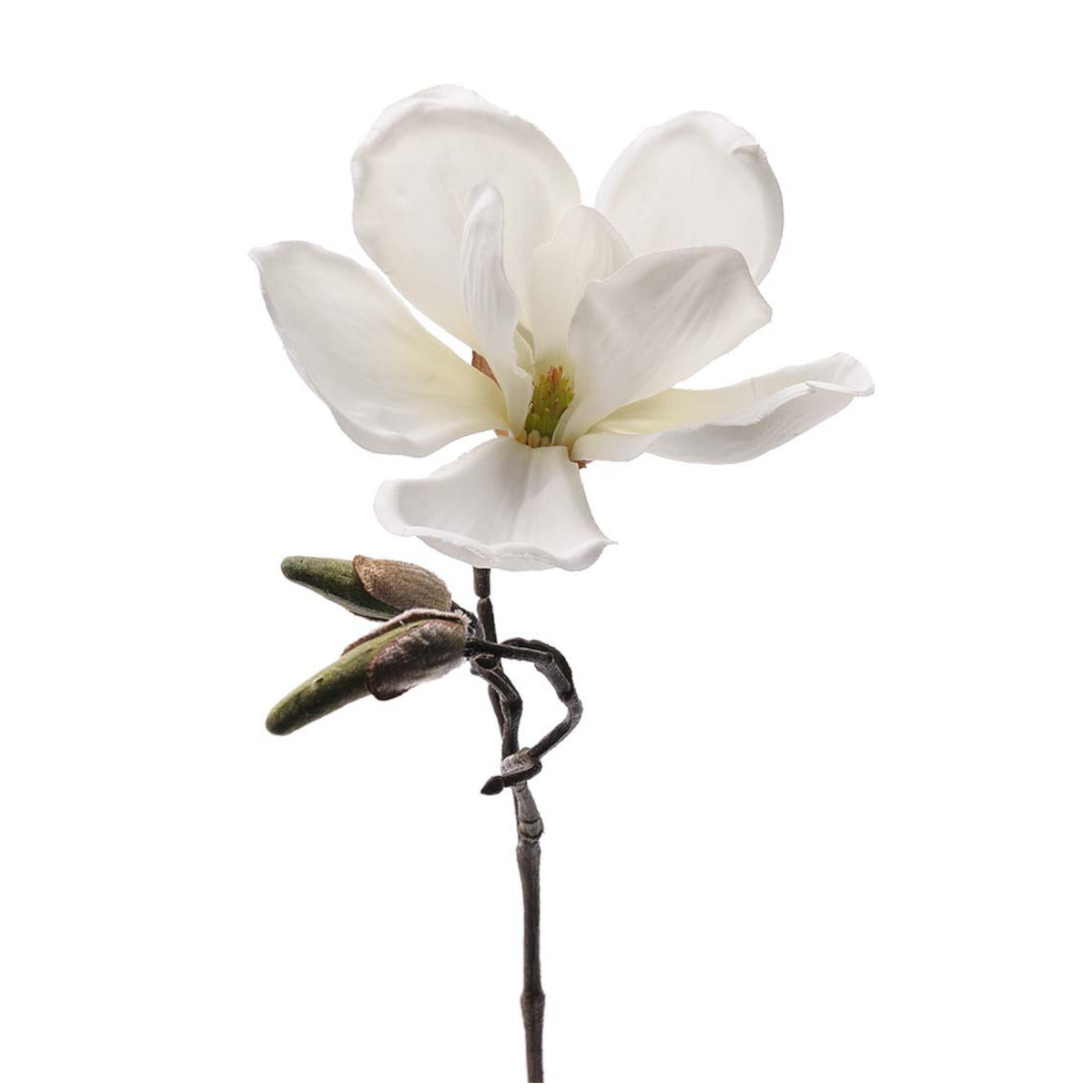 Mr Plant Magnolia blomst  - hvid - 30