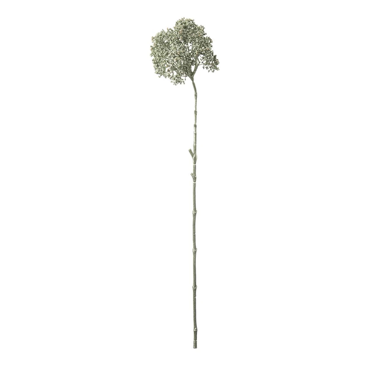 Mr. Plant Skærmblomst - glimmer grøn - 74