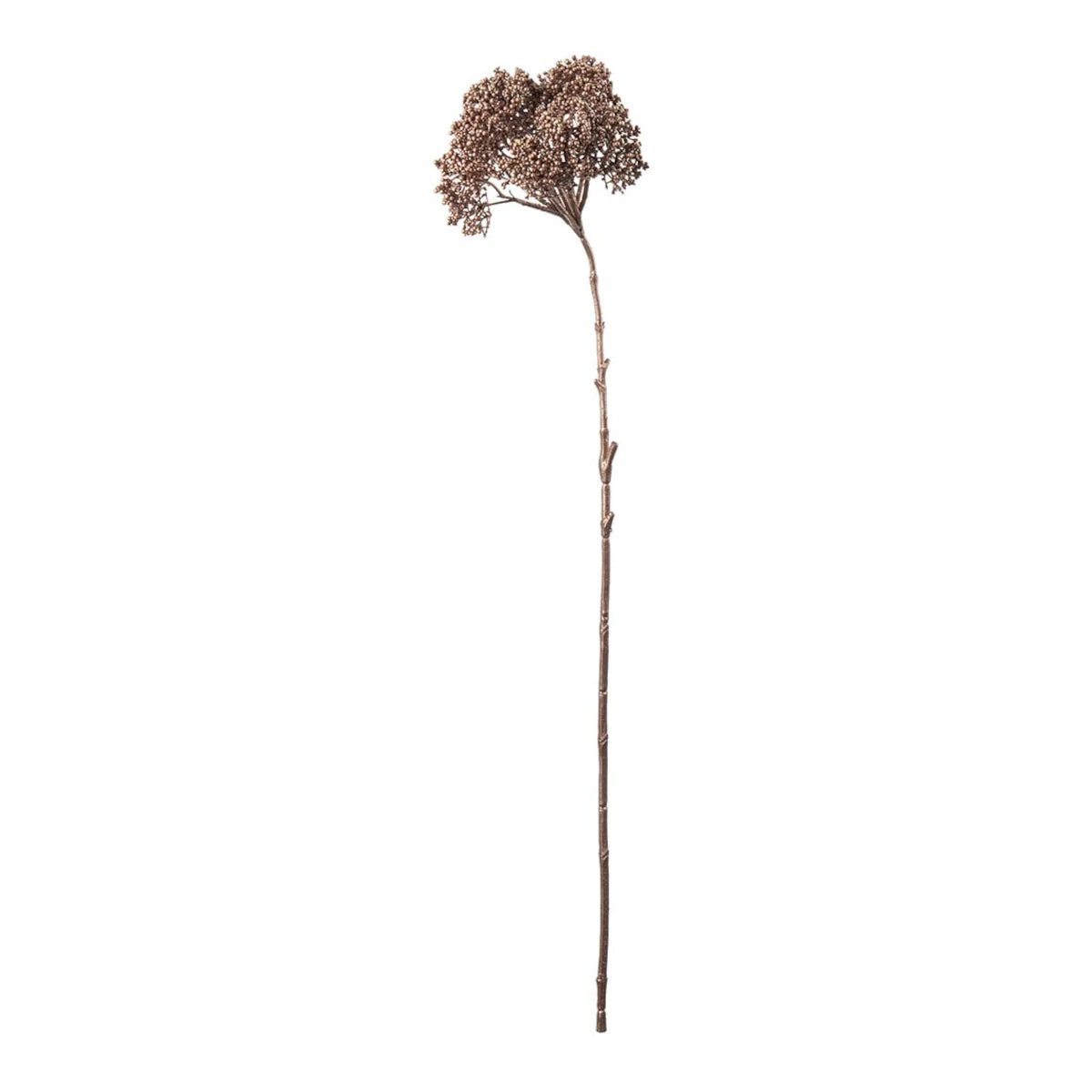 Mr. Plant Skærmblomst - glimmer brun - 74